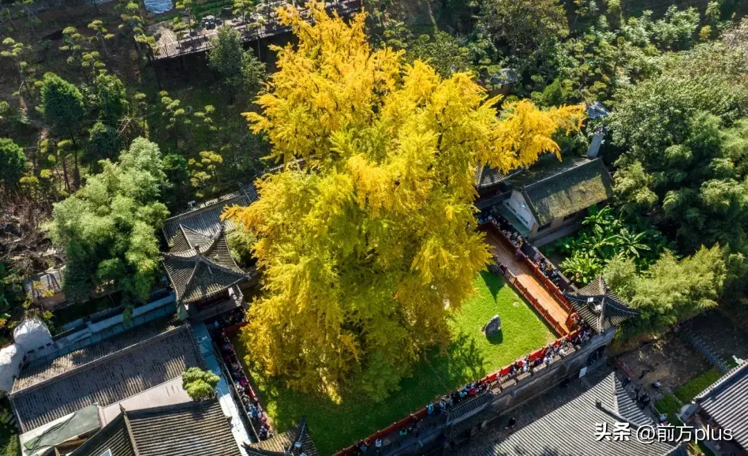 古观音禅寺赏银杏预约通道开启