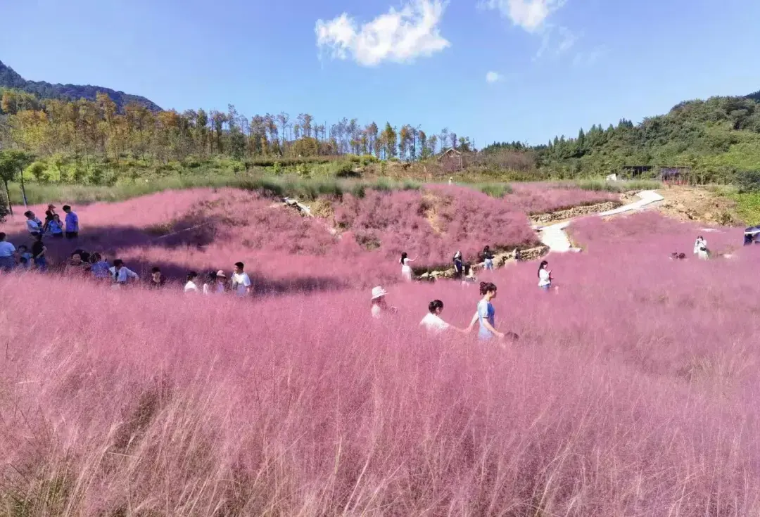 打卡秋季限时浪漫！被重庆这些粉黛花海“圈粉”了-图6